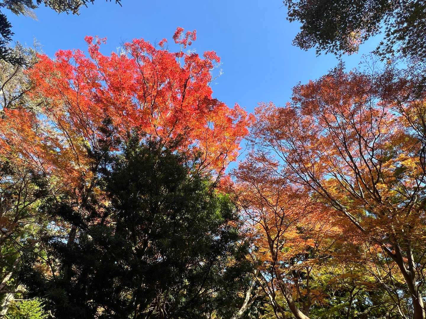 ここも見事🍁