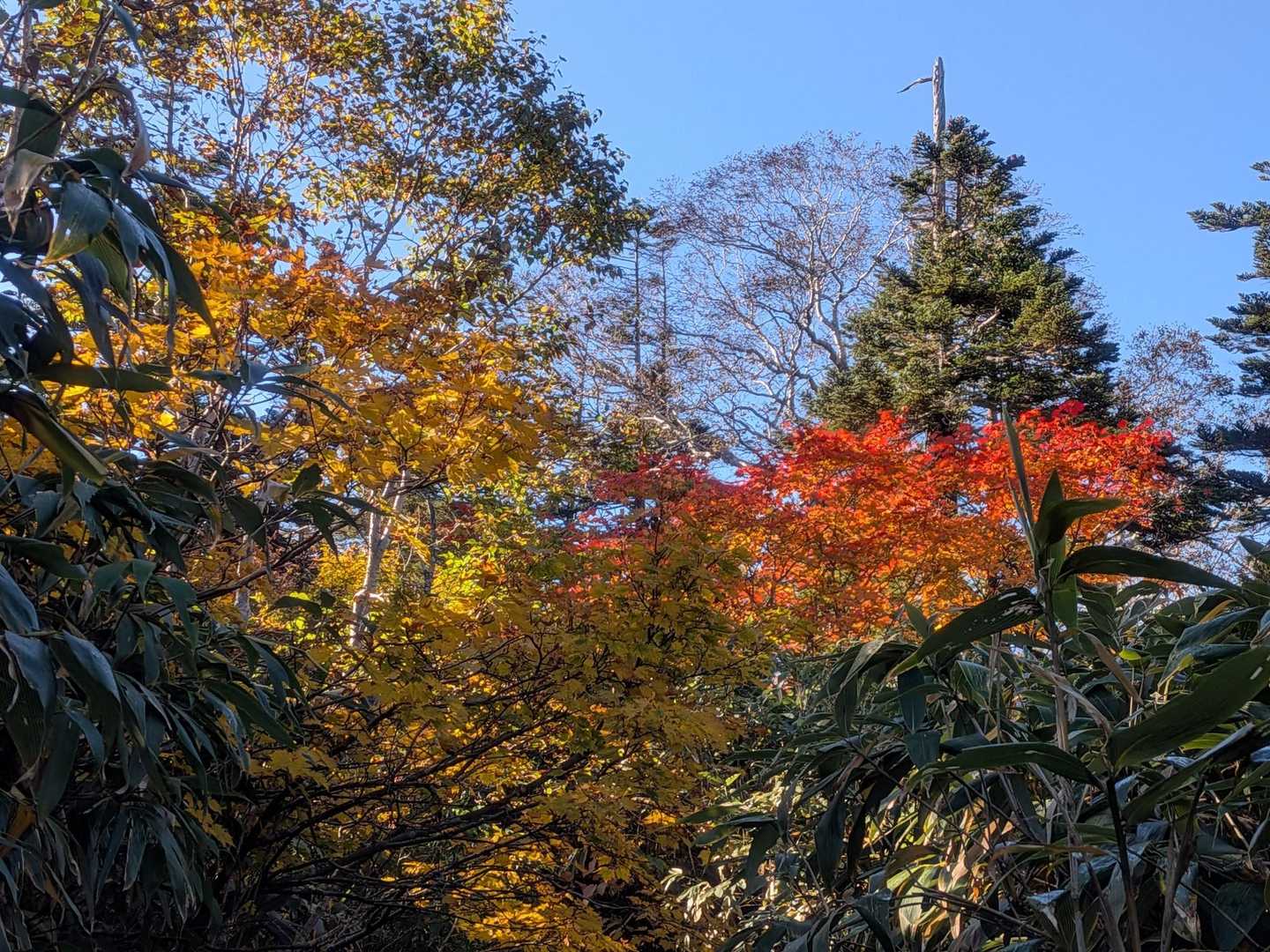 紅葉、赤が入ると映えますね😉