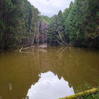 立花池
幽玄な雰囲気が良い感じです