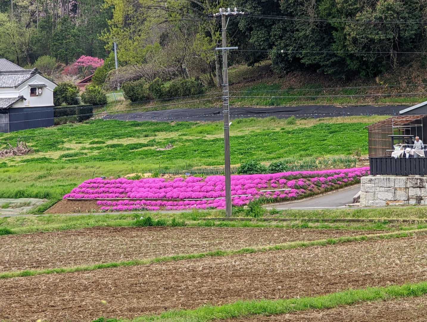 ピンク色の芝桜💖