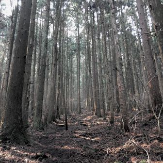 雰囲気ある杉の中。杉の子温泉のテーマを口ずさめば花粉症もへっちゃらです❓
https://youtube.com/shorts/97LlBRcWaMw?si=wByVIcFtBrizRAER