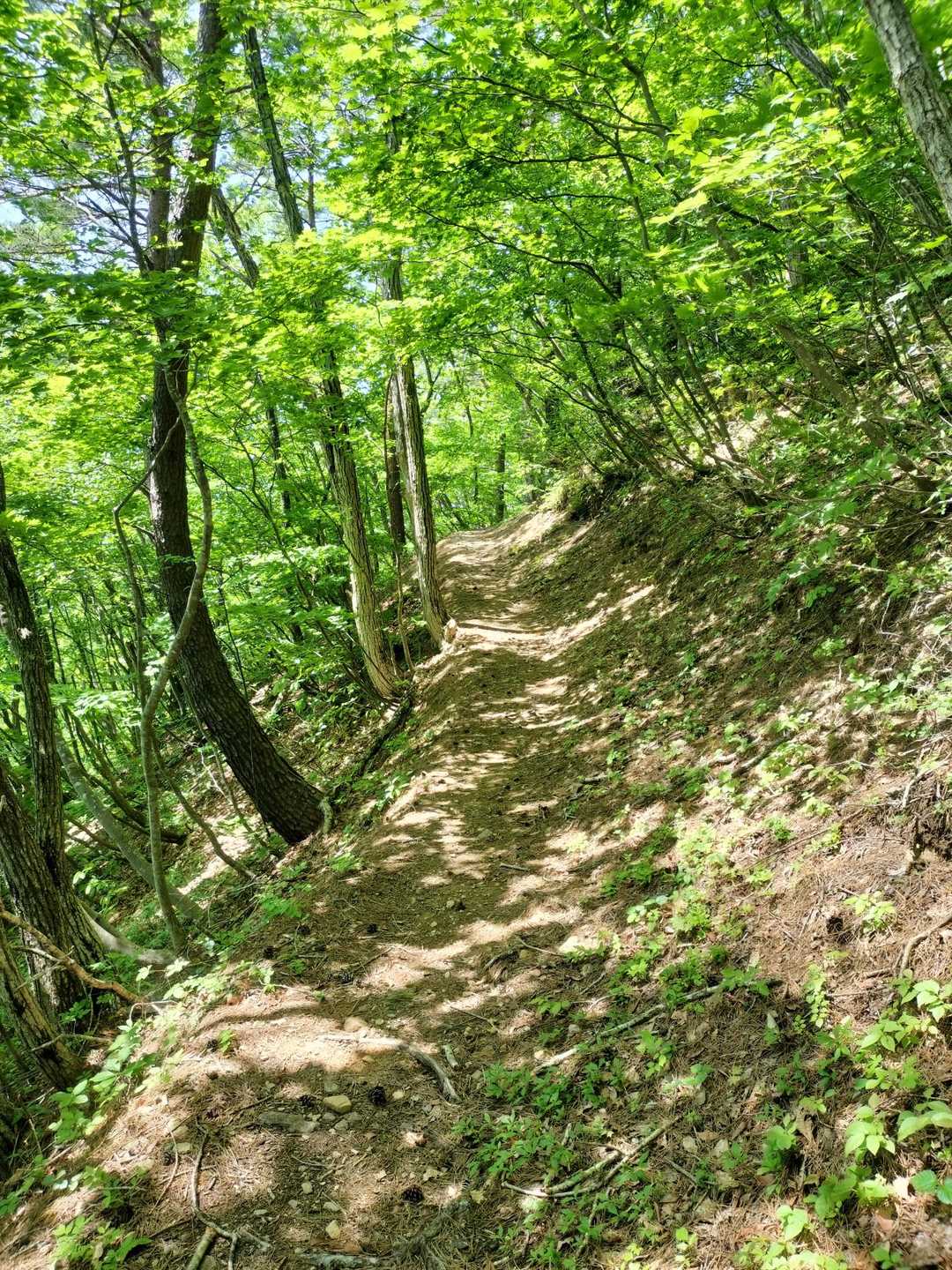 緩やかな登り