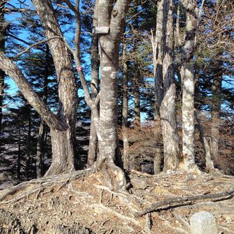 今日の最終目的地、ヨモギノ頭に到着。朝からずっと富士山見えててラッキーでした。