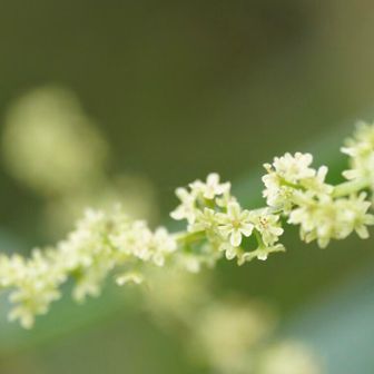 オニドコロ雄花