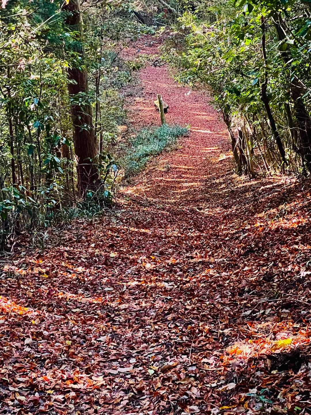 文珠山-嘉納山 往復コースの写真