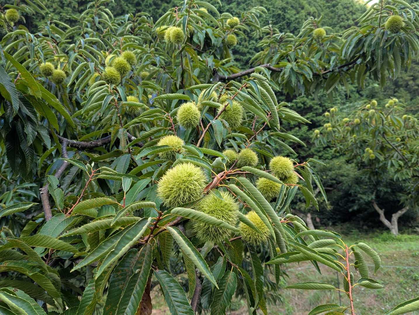 栗が一杯🌰