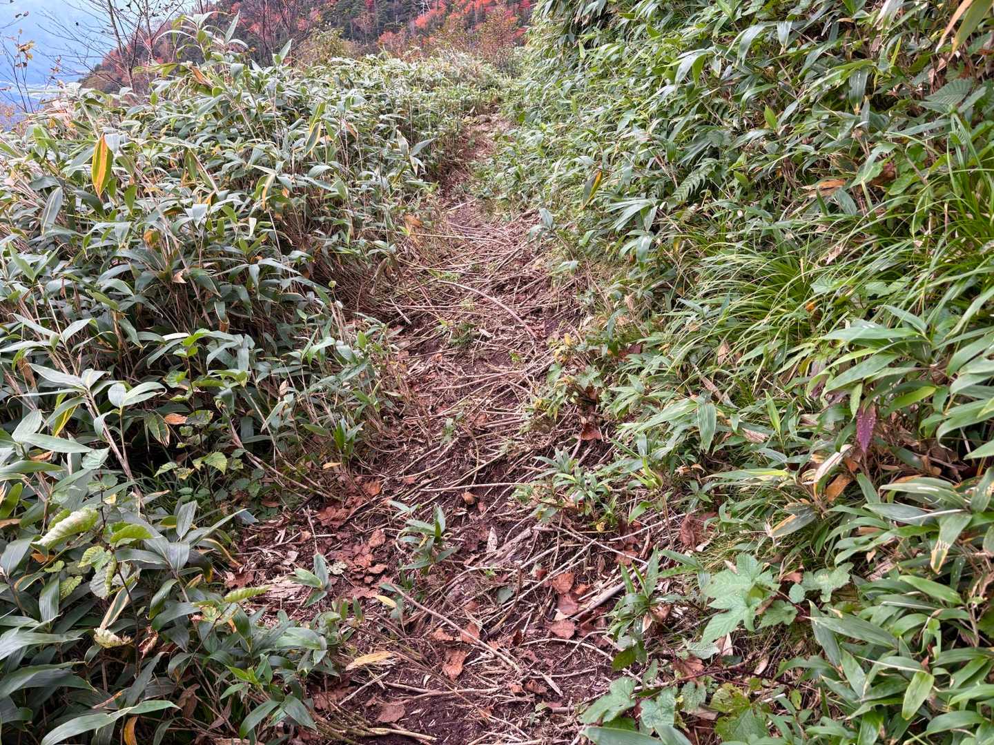 コレも苦手‥