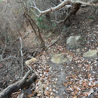 この先少し、登山道荒れてます
それに、テープとかもないので良く見て進まないと間違います⚠️