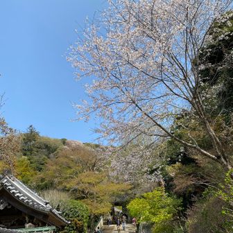 🌸満喫できました🙏