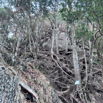 両神山の木の根っこは階段のようになっていて、とっても歩きやすかったです。両神山の木の妖精さん🧚ありがとう。