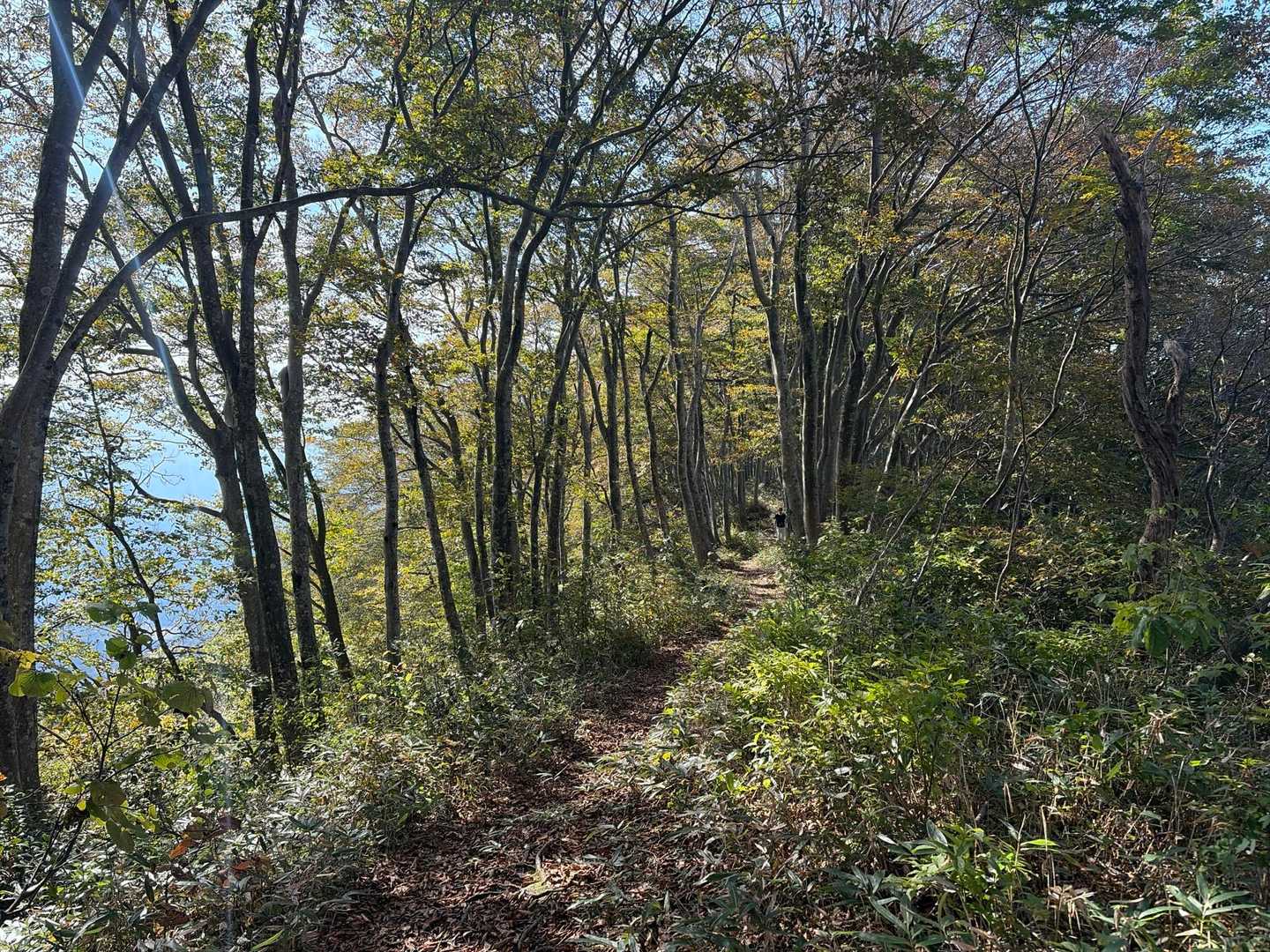 櫛形山-関沢登山口 往復コースの写真