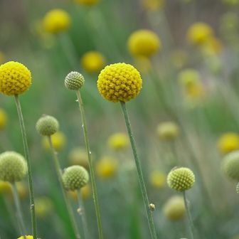 クラスペディア