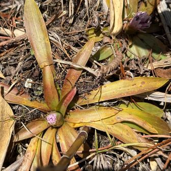 ショウジョウバカマの蕾