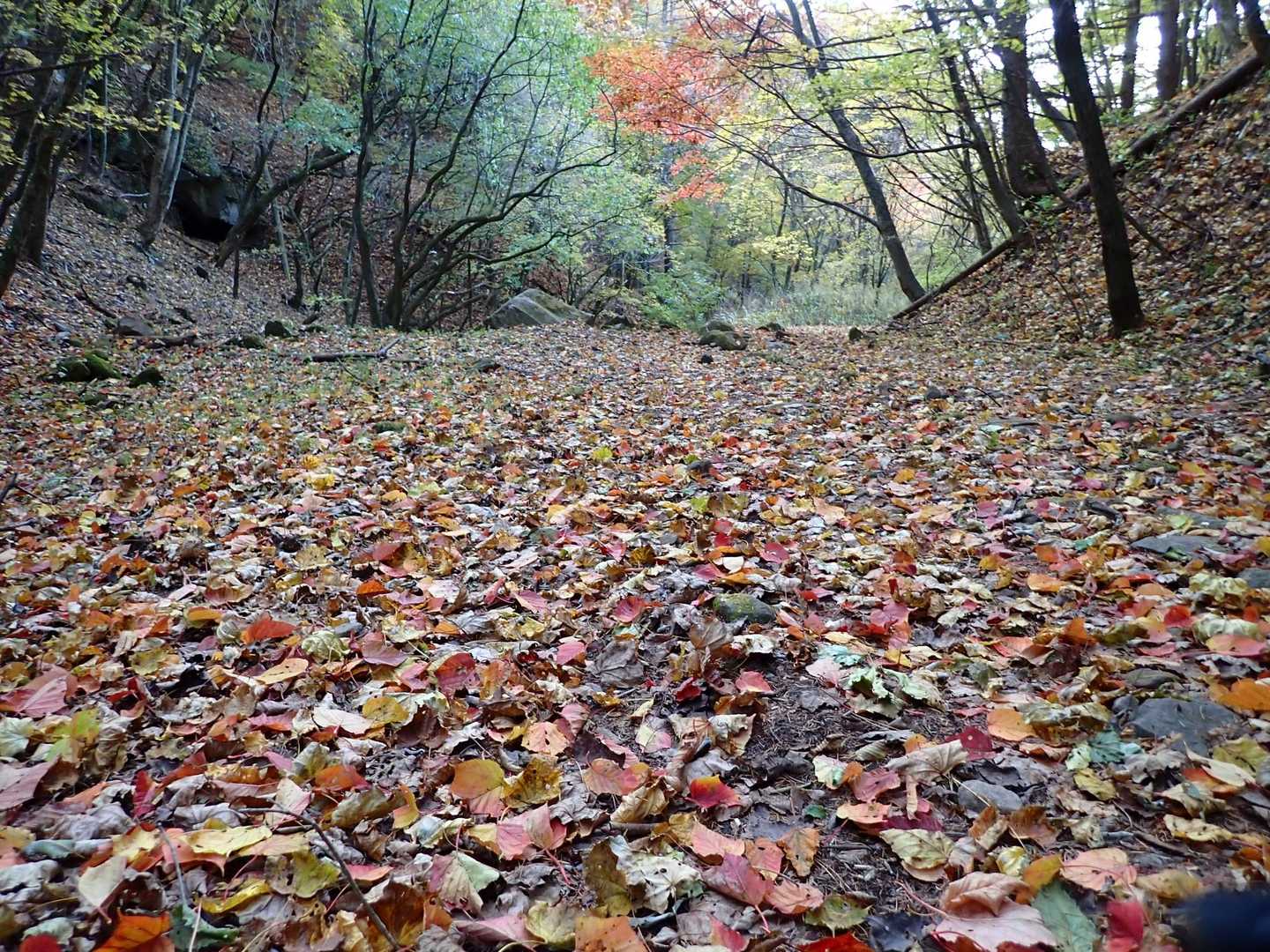 落ち葉🍂が増えてきた