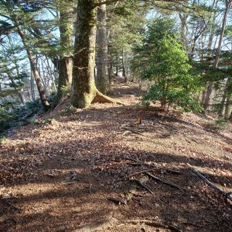 すぐ隣の松茸山へのアプローチ