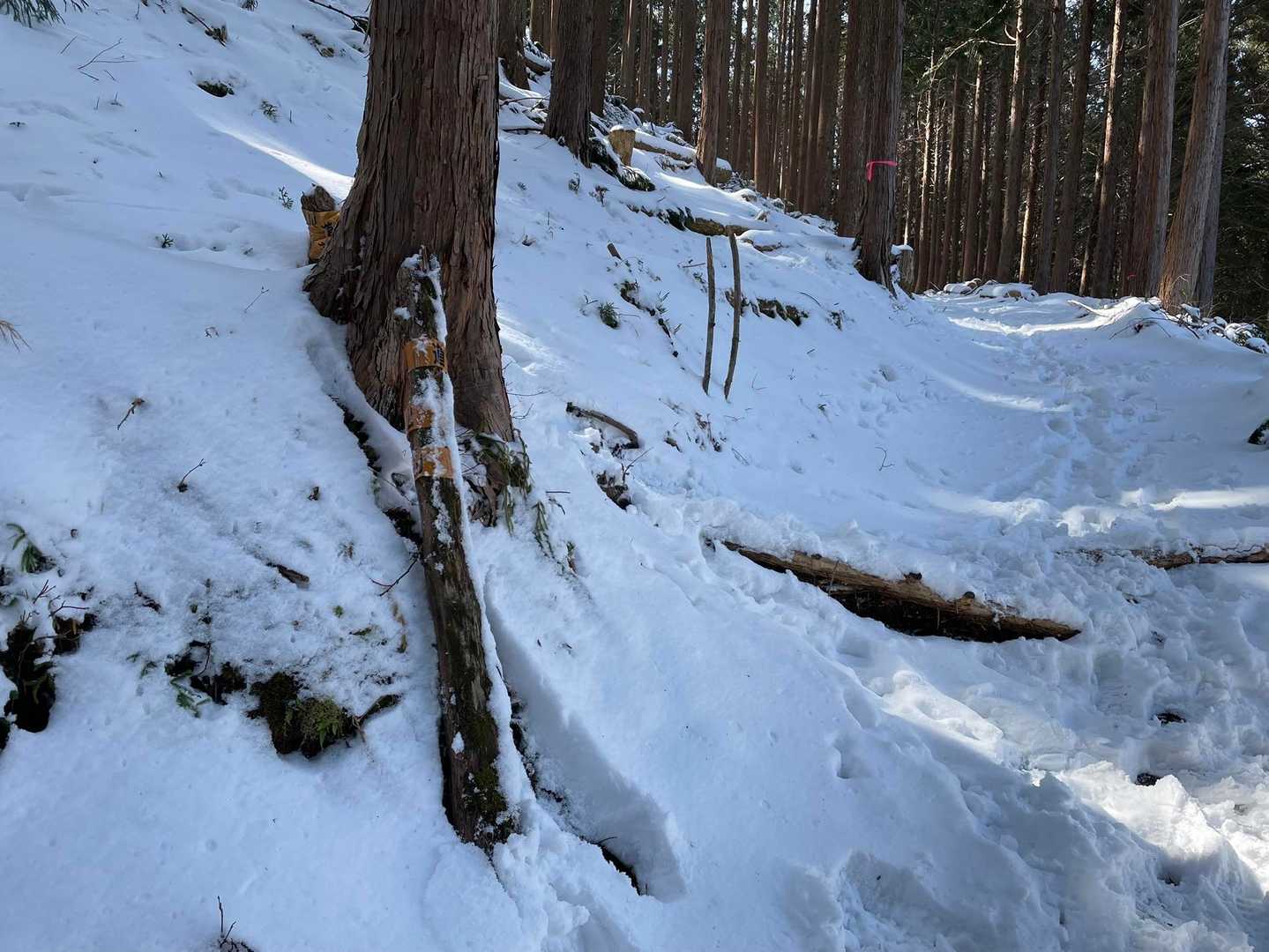 登りで見逃した分岐　
雪は余分な物を隠してくれてとても美しいけど大事な物も隠してしまう事を学びました♪