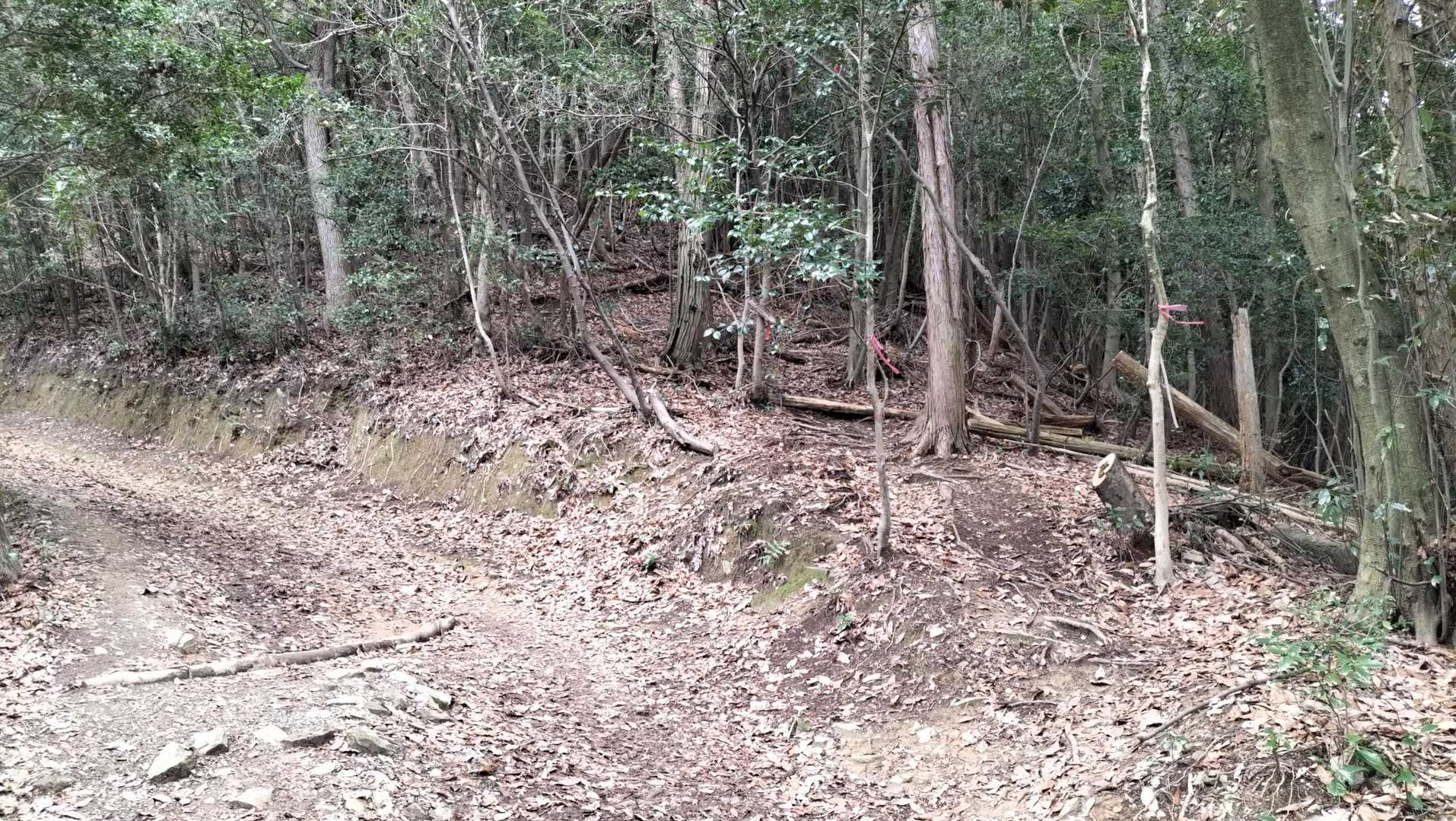 旧道が終わって林道を少し歩きまた、山の中にはいって旧道を歩きます。ピンテを目印に、中に入ります。