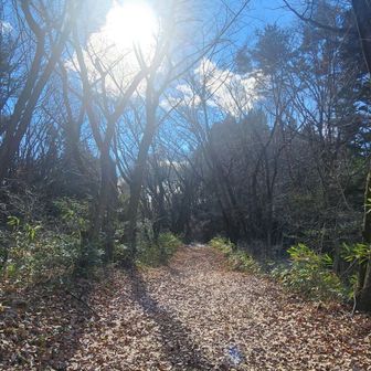 整備されほぼ緩やかな道。　ランナーで無くても走れそうな道