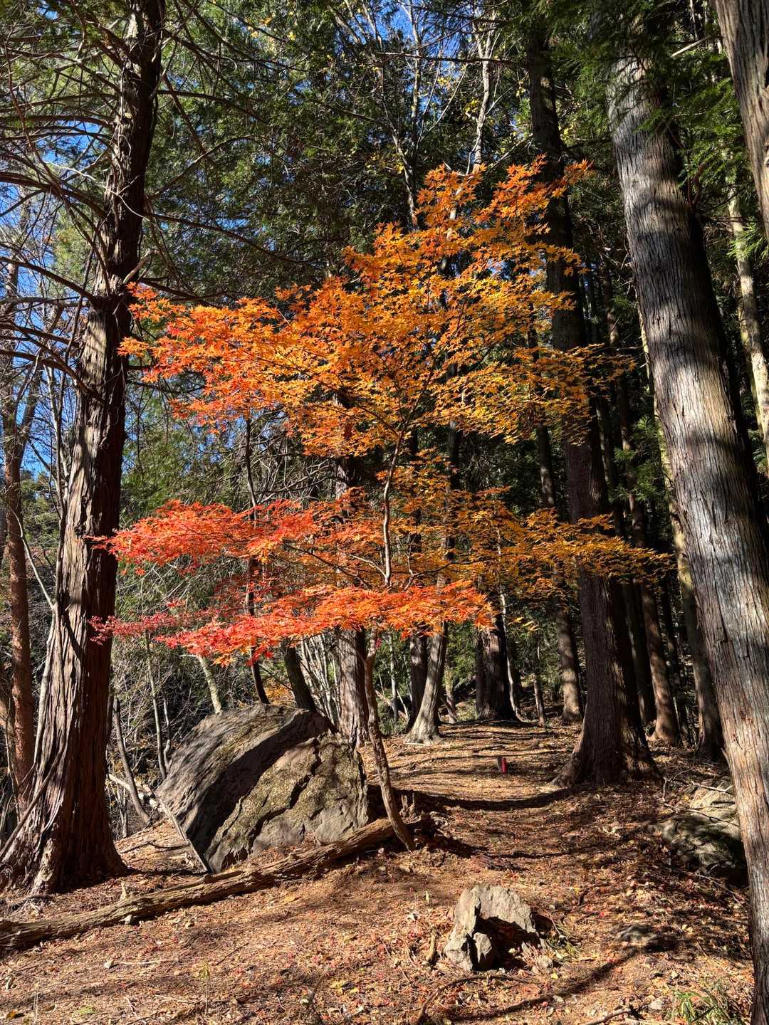 鍬柄岳登山口-鍬柄岳-大桁山-大桁山登山口-川後石峠 周回コースの写真