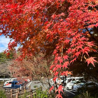 ここで十分かな笑