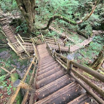 縄文杉から荒川登山口までは
整備のレベルが随分変わります😳