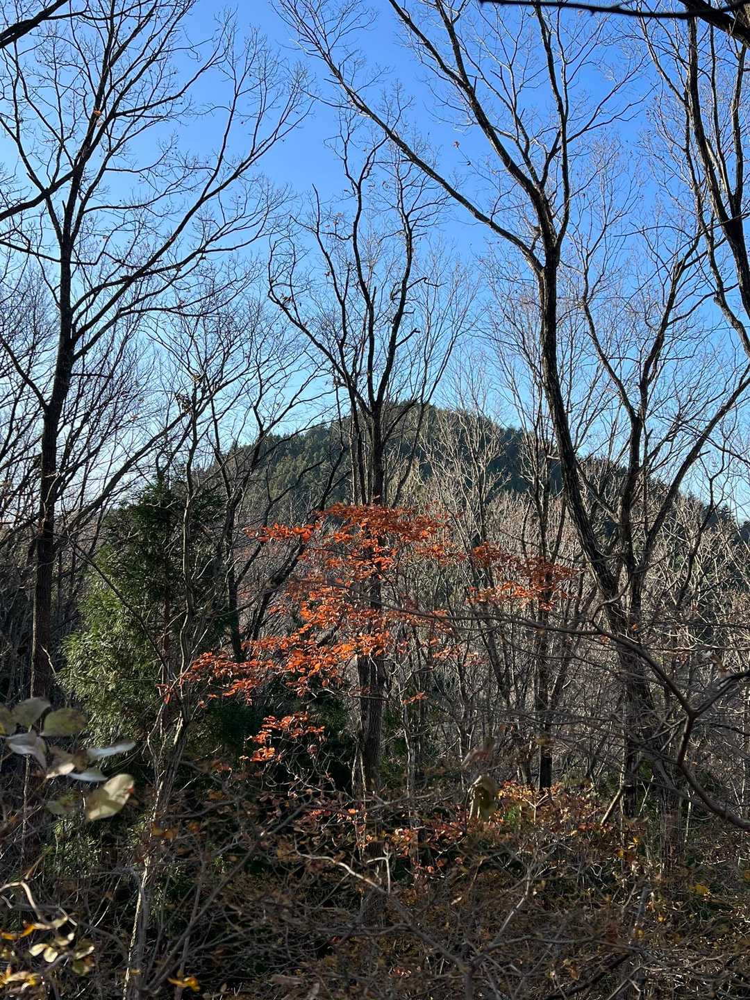 木幡山です。