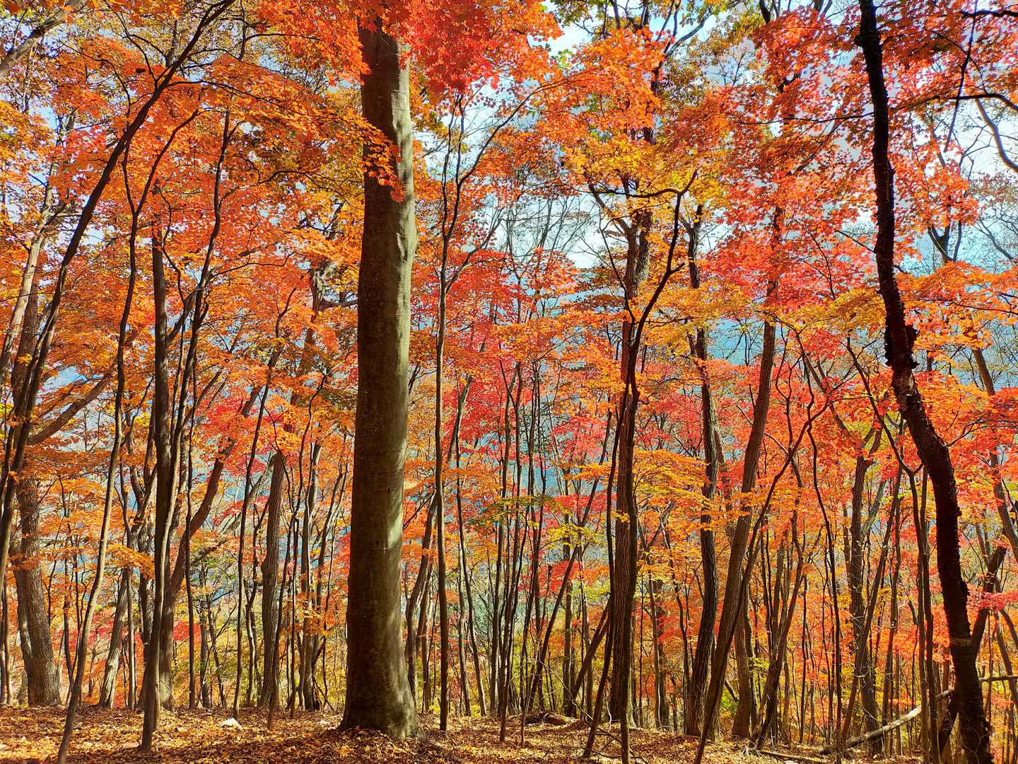 石尊山 往復コースの写真