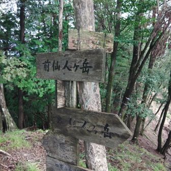 前仙人ヶ岳の山火事跡にあったアカヤシオの木は枯れてしまいました
