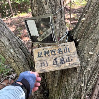 背の低い笹道を通り達磨山到着…やはり展望ないのでサッサと戻ることに