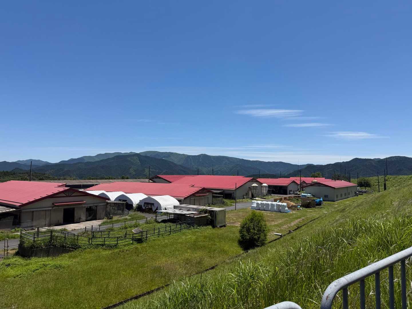 みつえ高原牧場。