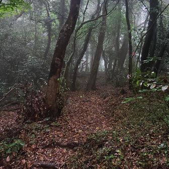 縦走路を進みます。