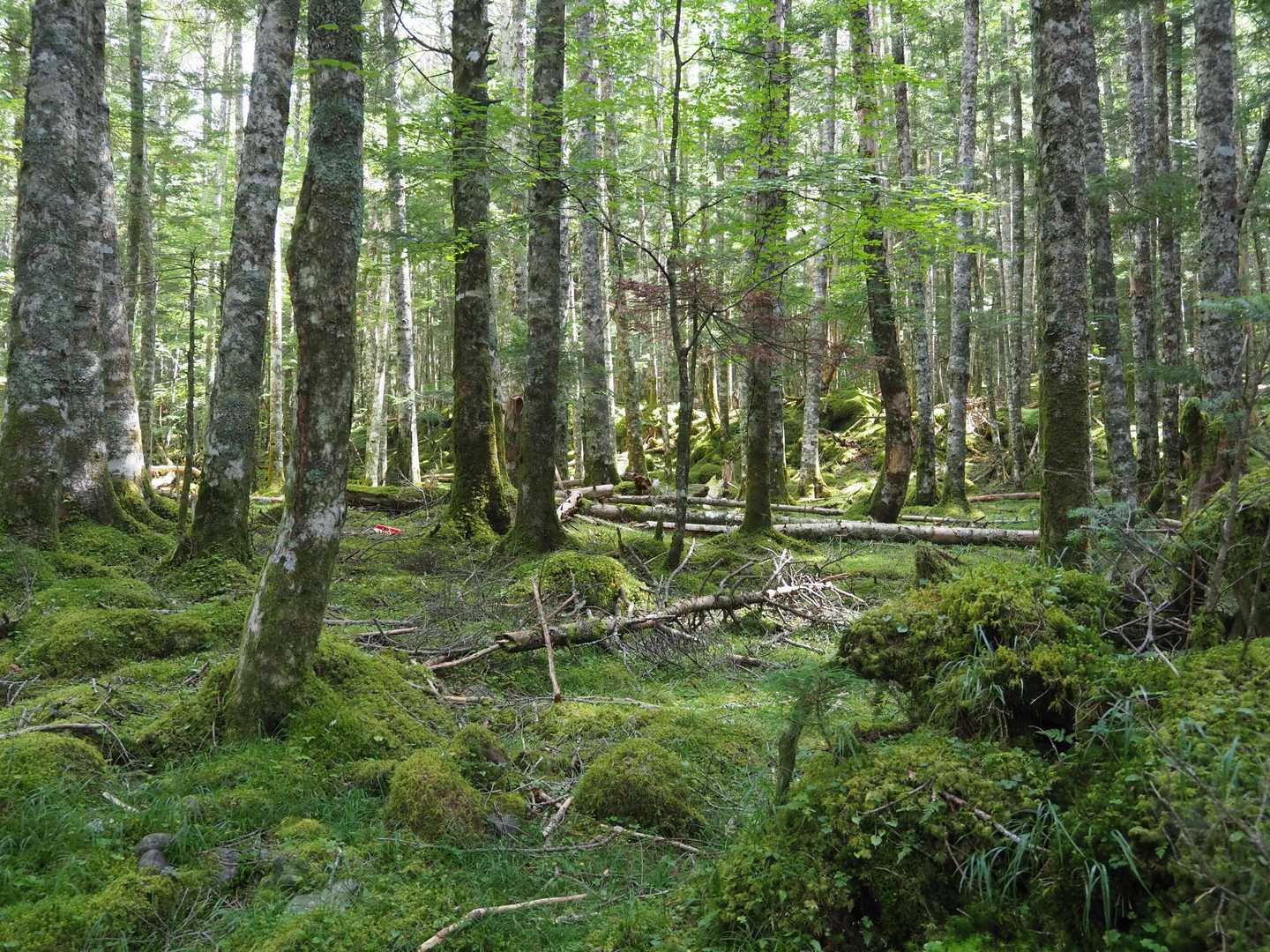 苔の森を抜けて終了