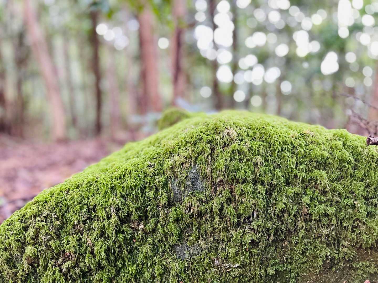 苔も愛でていきます〜