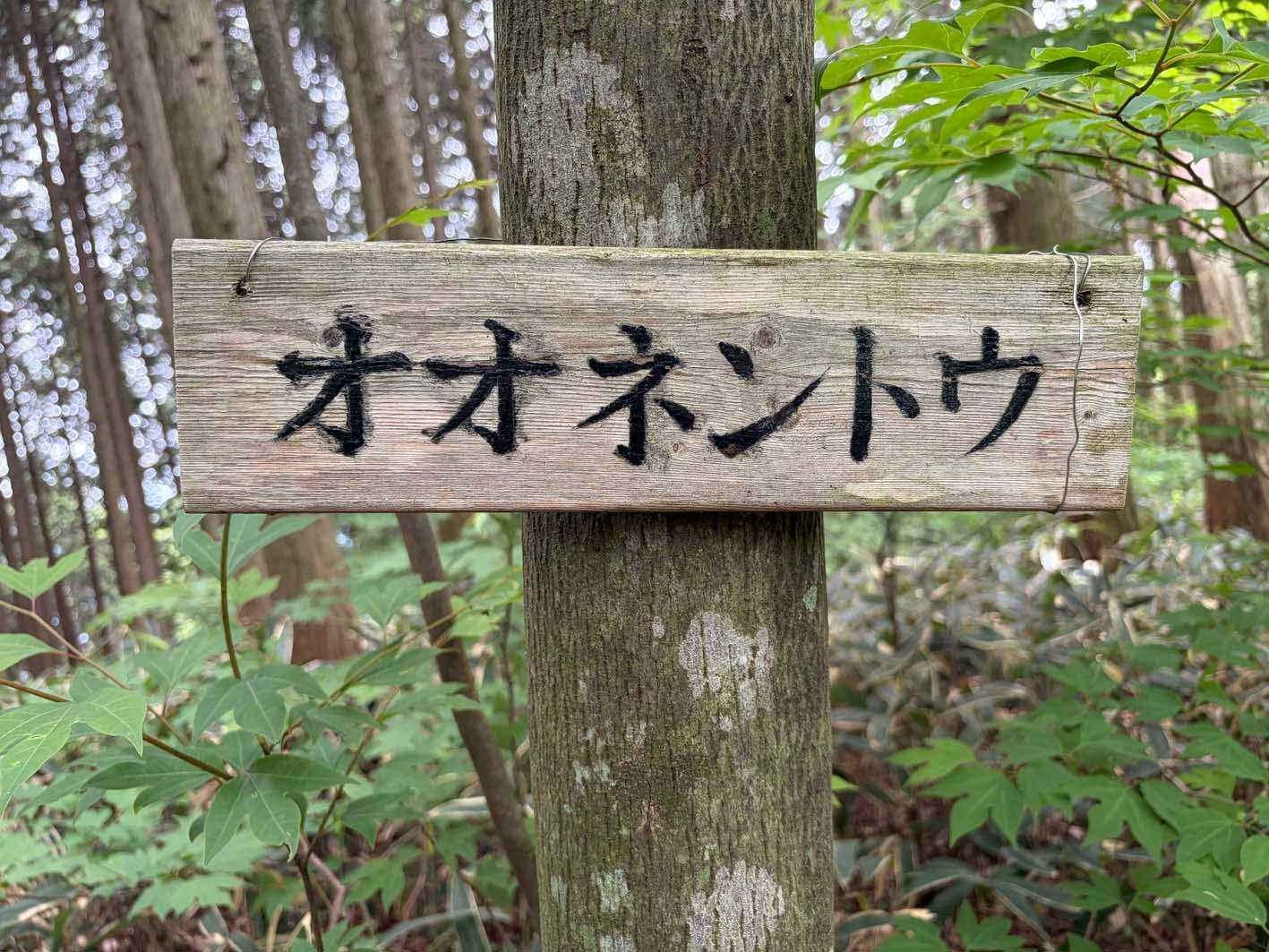 オオネントウ山頂