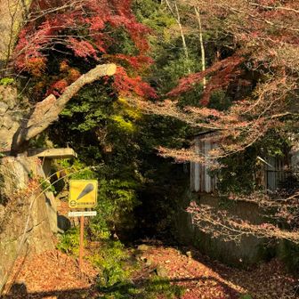 紅葉🍁　　誰かの大好きな❗️マーク