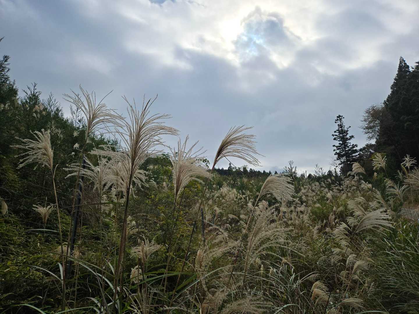 🌾🌾