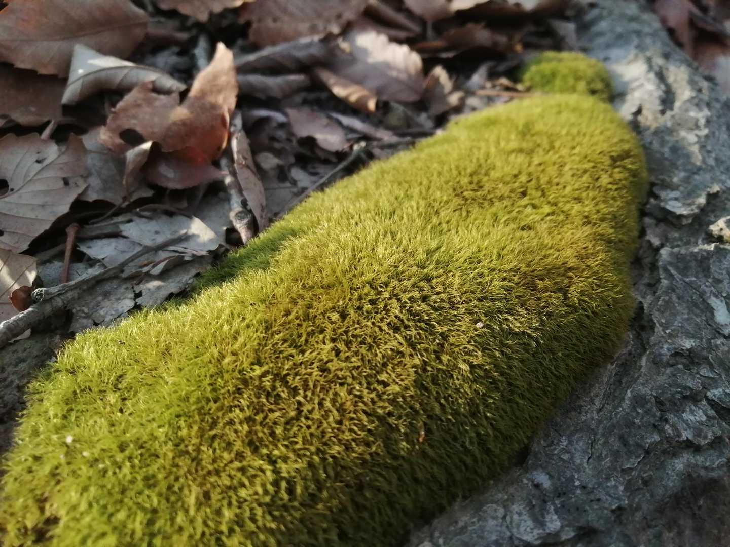 毛並みの良いコケモフ😍
苔納めです💕