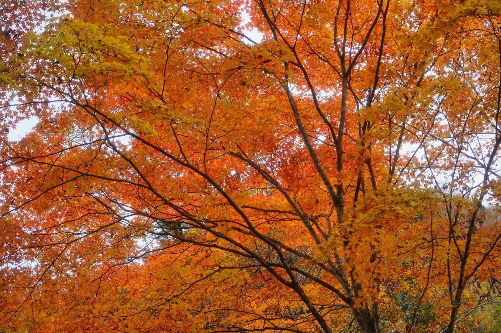 見事🍁