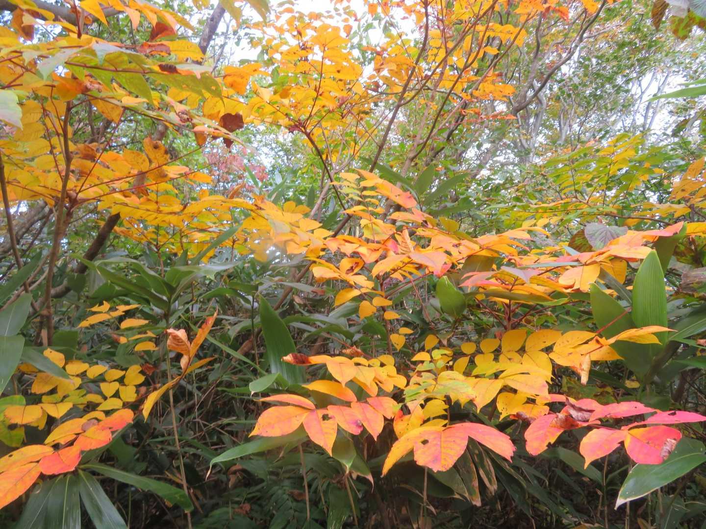 蛇尾山-白兀山 往復コースの写真