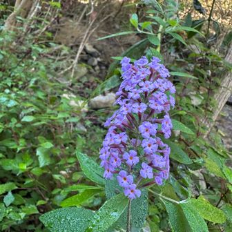 フサフジウツギ。帰化植物みたいです。