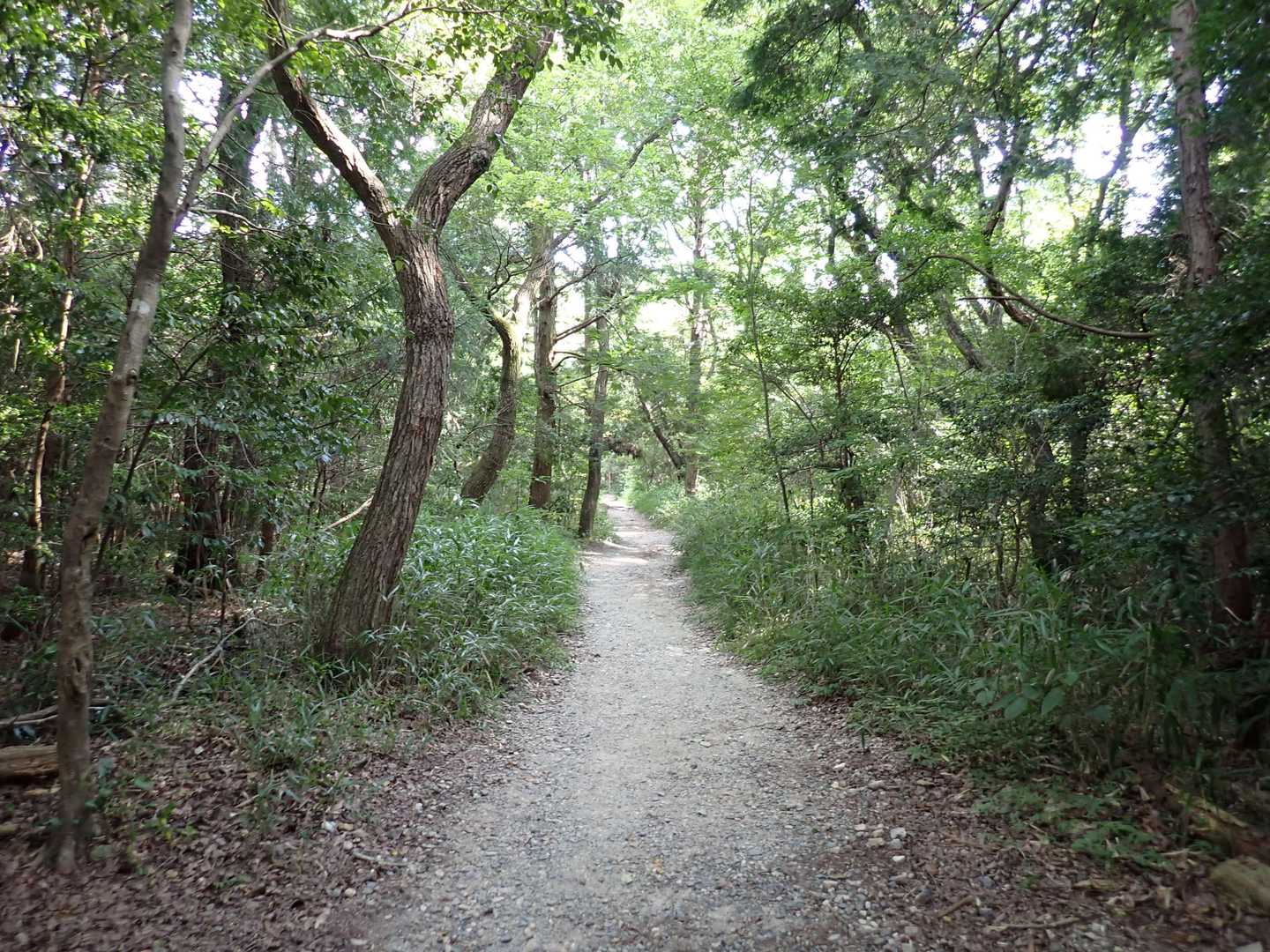 ツクツクボウシの鳴き声が遊歩道のあちこちから途切れなく聞こえてくる。