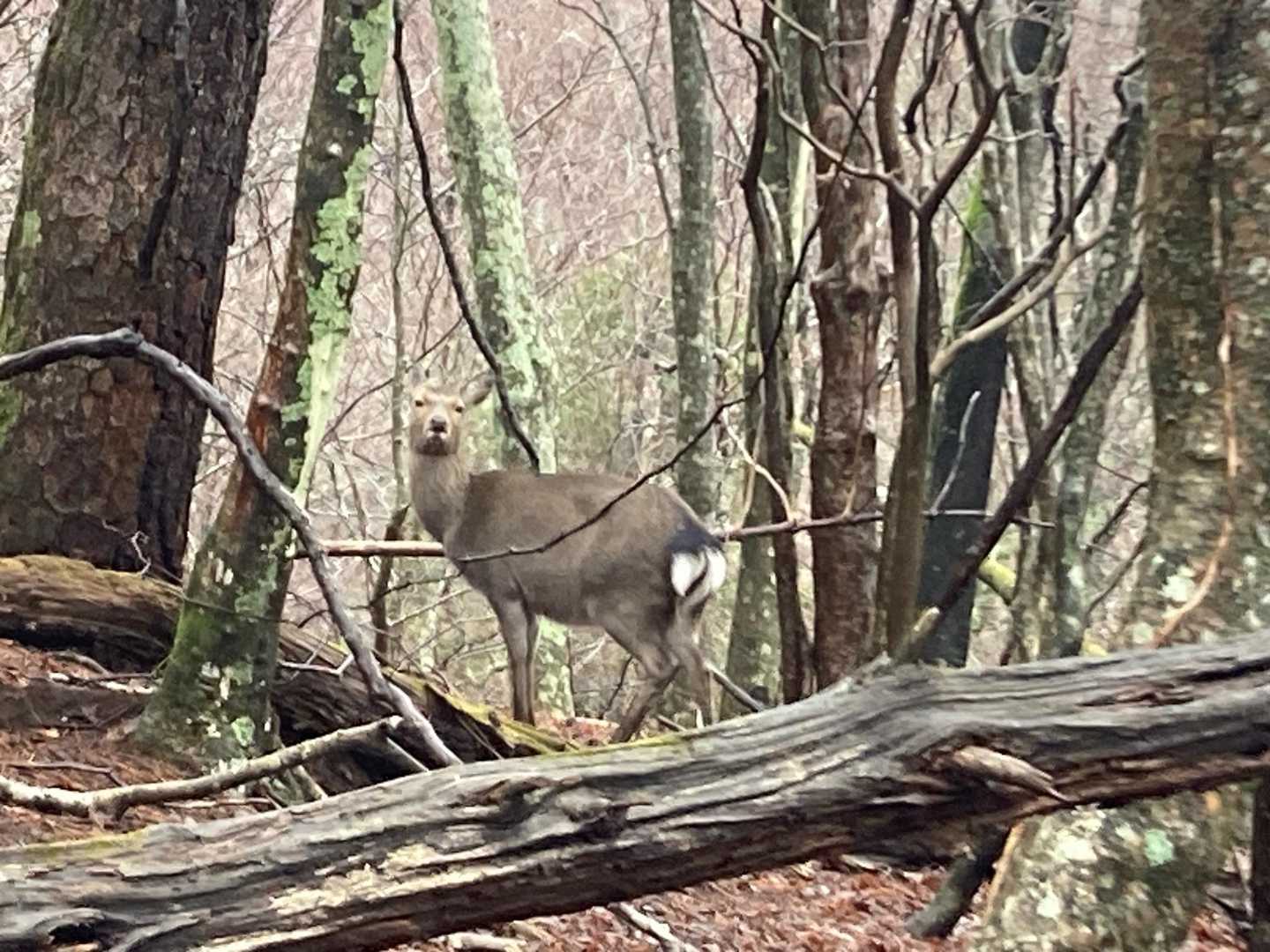 今まで合った鹿は🦌は警戒鳴きして近づいて来ませんでしたが、今日の鹿🦌は10m無いぐらいまで　近づいても逃げません！雨の日にウロウロしているので人間と思われてないかも！