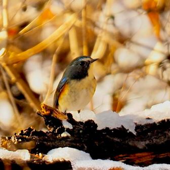                         ルリビタキ（オス）💙
