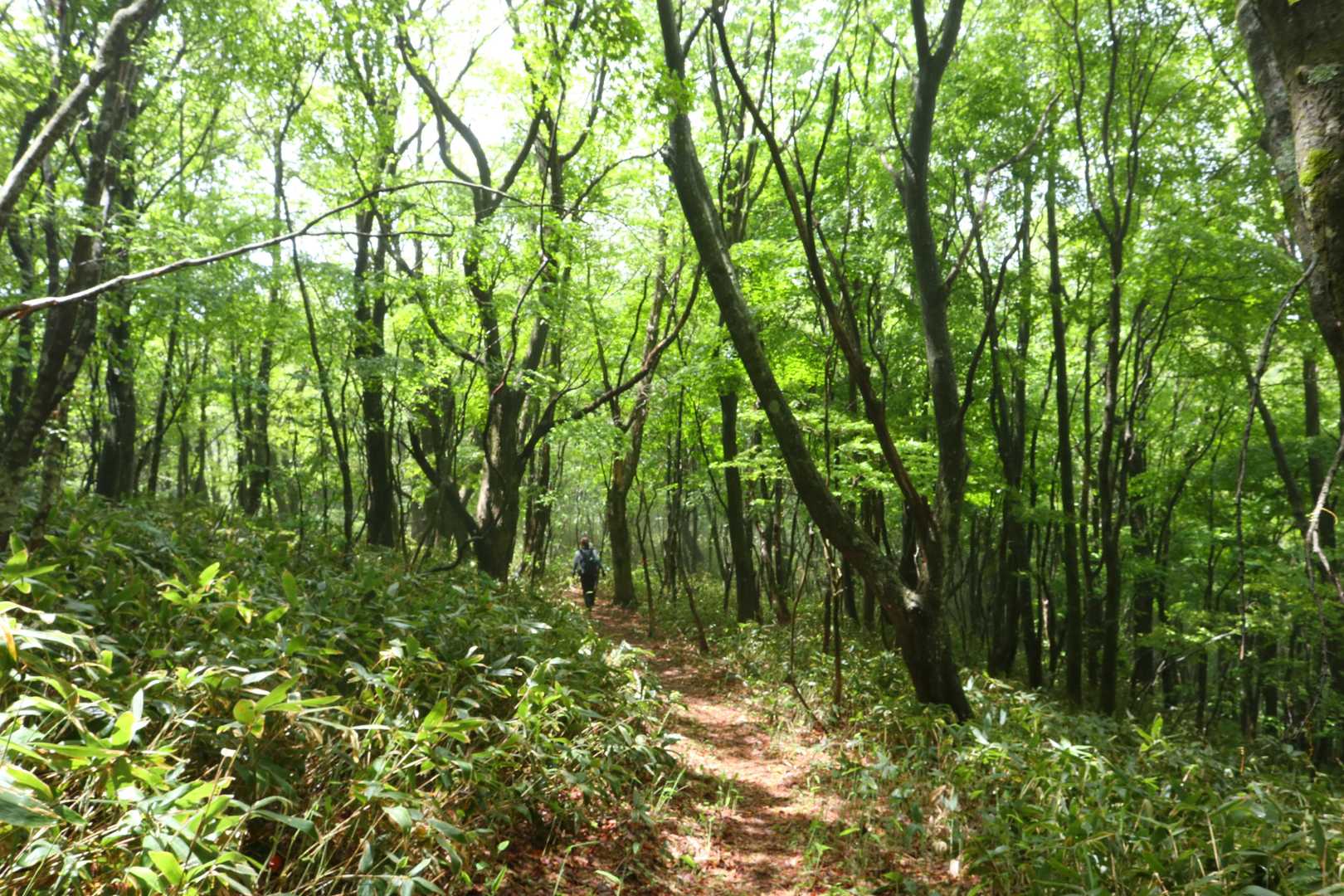 市間山-立岩山 往復コースの写真
