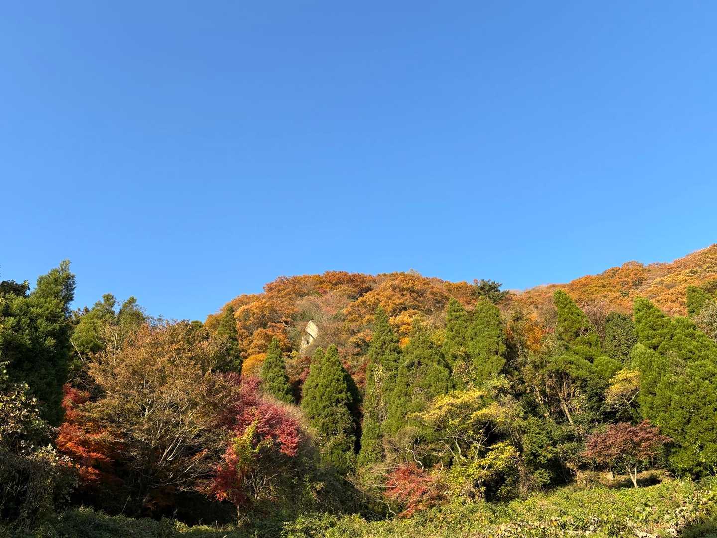 高崎山 往復コース | お猿と山城跡、別府湾を望む大分のホーム低山の写真