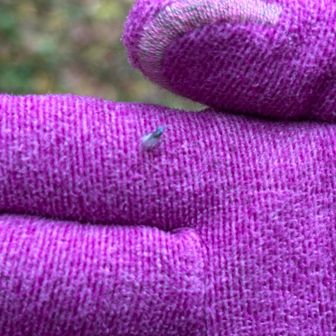 ユキムシがあちこちで飛んでました　いよいよ雪が来るかな❄️