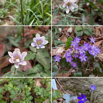 ユリ系の植物かと。

ユキワリイチゲ。

ユキワリイチゲ。

ミスミソウ属ユキワリソウかなぁ？

セリバオウレン。

ミスミソウ属ユキワリソウ。