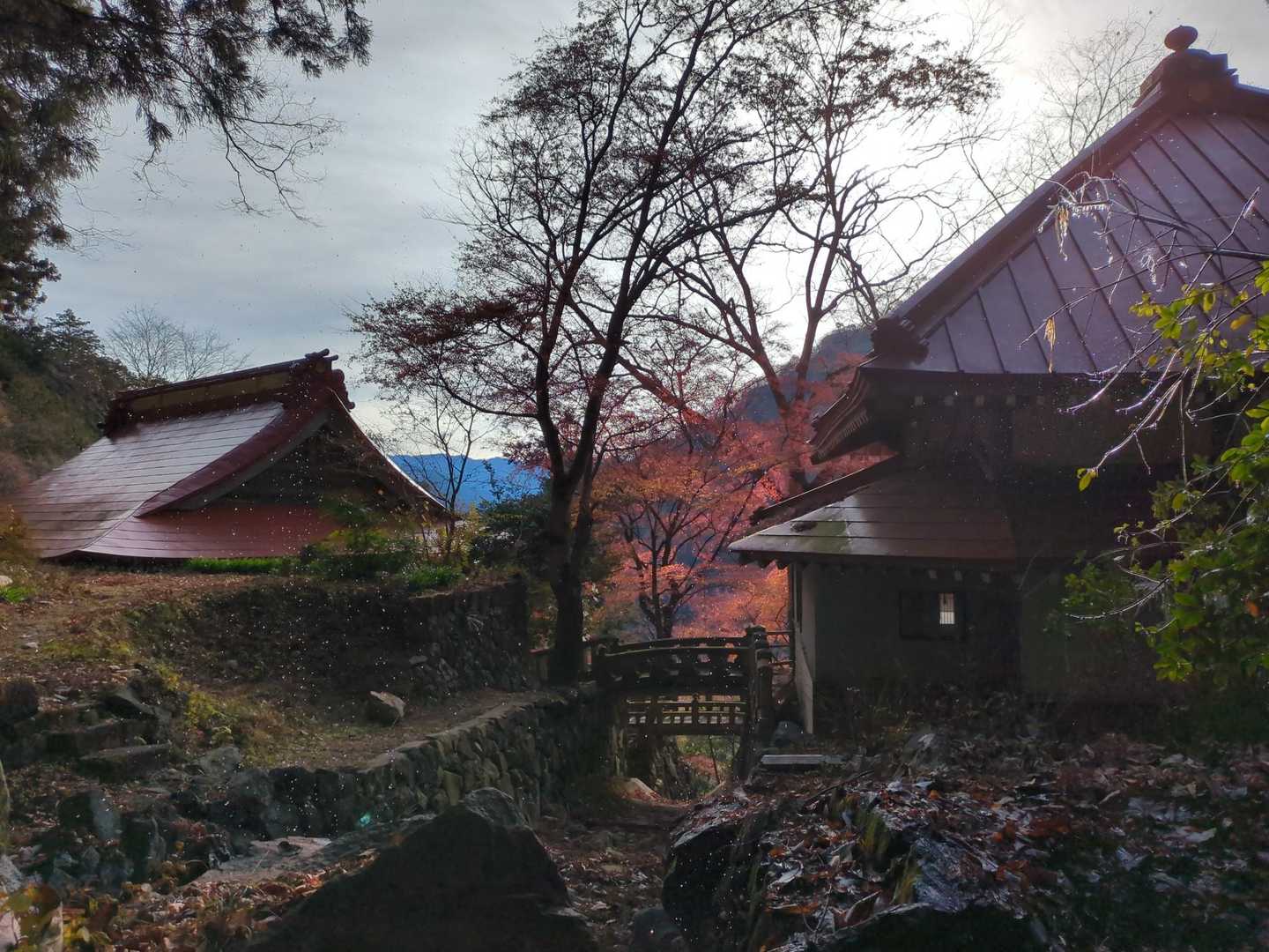 終わり際の紅葉🍁