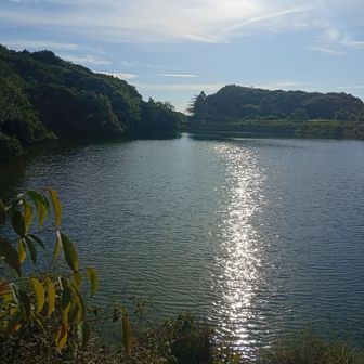 池がありました。カモがゆっくり泳いでました。