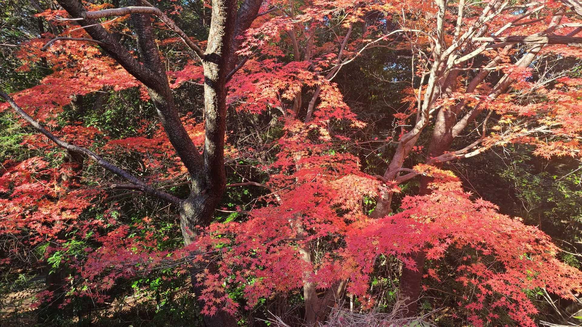 妙見堂跡の紅葉鮮やか